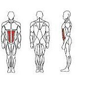 abdominal-it9514-2 abdominal-it9514-2