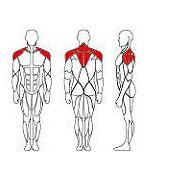 lateral-raise-it9524-2 lateral-raise-it9524-2