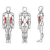 torso-it9518-2 torso-it9518-2